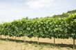 vineyard