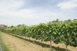 Vineyard