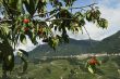 Cherries