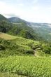 vineyard