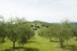 Italian Olive orchard