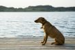 sitting dog