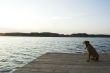 Thinking dog