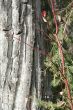 Red osier dogwood branches