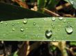 waterdrops on the leaf