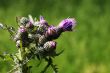 prickly thistle