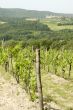 vineyard in Italy
