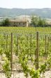 vineyards
