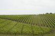 vineyards