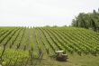 Italian vineyard with farmer