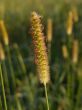 wild grasses seeding