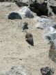 Wildlife