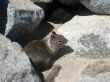 Wildlife