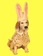 Easter dog statue