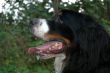 berner senner