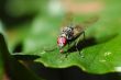 fly