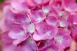 Pink Hortensia