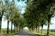 Lane with trees