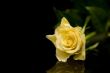 Yellow rose