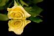 single yellow rose