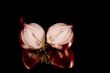 two sliced onions