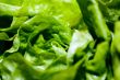 fresh lettuce