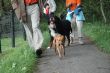 walking the dogs