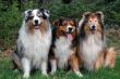 Obedience dogs