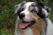 Australian shepherd