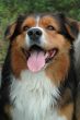 Australian shepherd