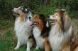 Obedience dogs