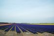 Fields with flowers