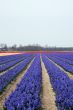 Fields-with-flowers