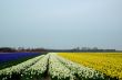 Fields-with-flowers
