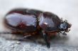 beetle