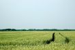 Landscape-with-spur