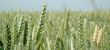 Field-with-grain