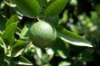 unripe-oranges