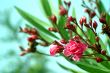 Oleander
