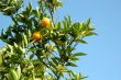 Tree with Oranges