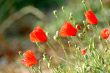 poppies