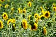 Sunflowers-France