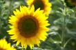 Sunflower-single