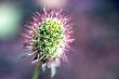 Thistle