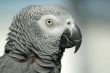 grey parrot