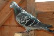 Grey dove