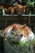 two relaxing cats