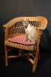 siamese cat