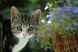 Little cat