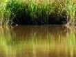 Marsh Grass